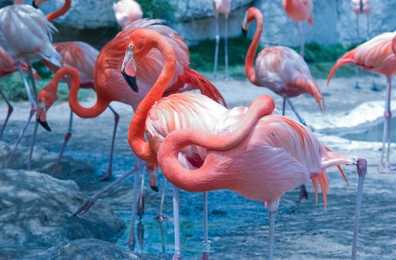 Flamingos in Zoo