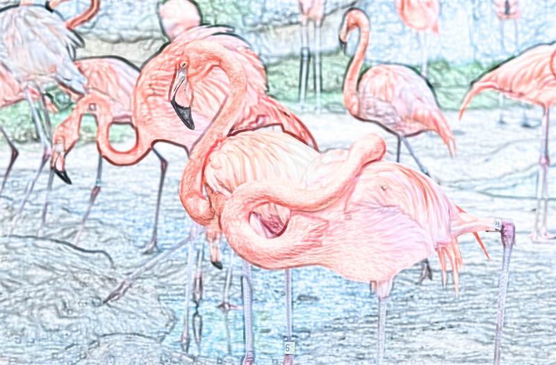 Sketch of Flamingos in Zoo