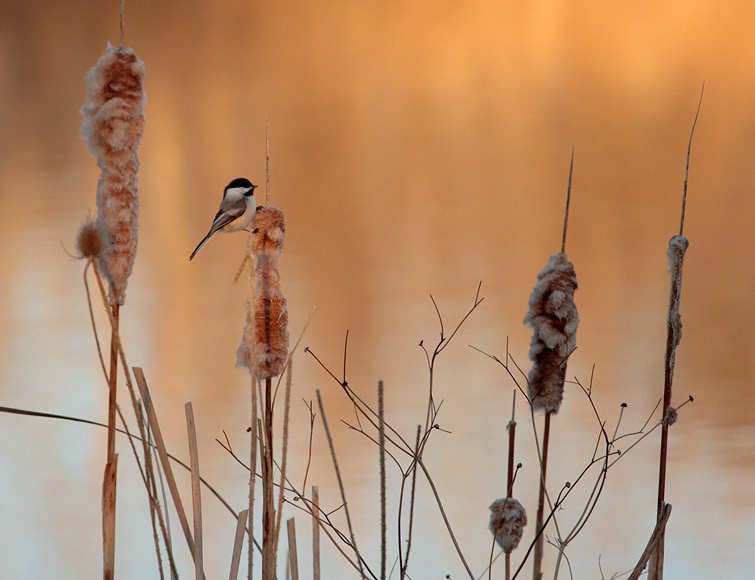 Cattail Chickadee