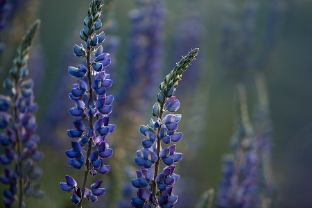 Lupine in the Morning