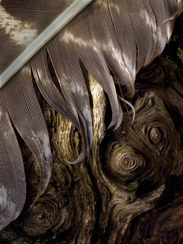 Feather On Stump