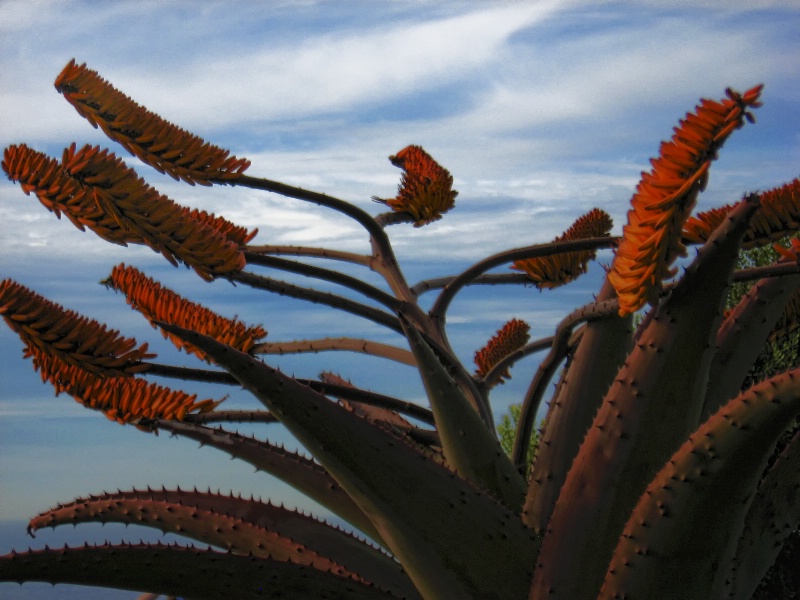 Agave