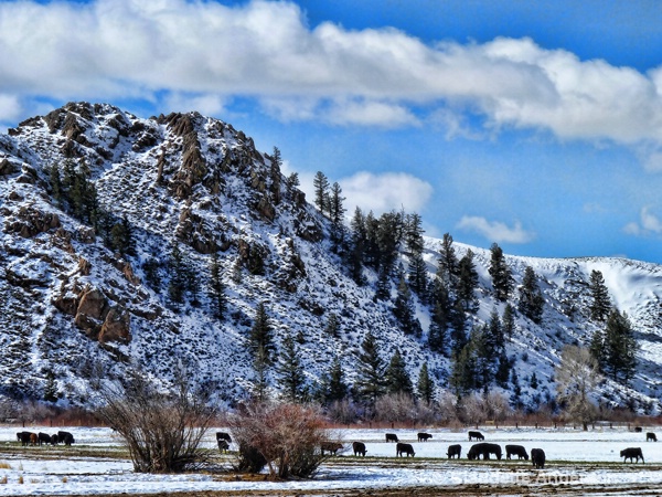Gunnison Valley Cattle