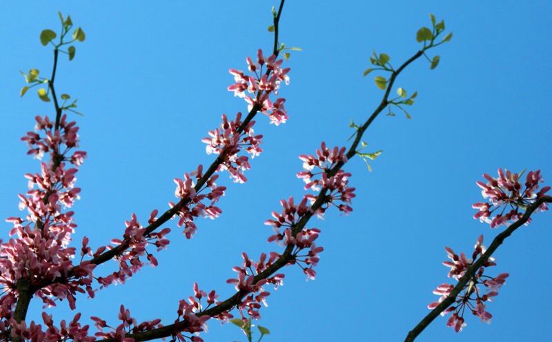 Colorful Branches