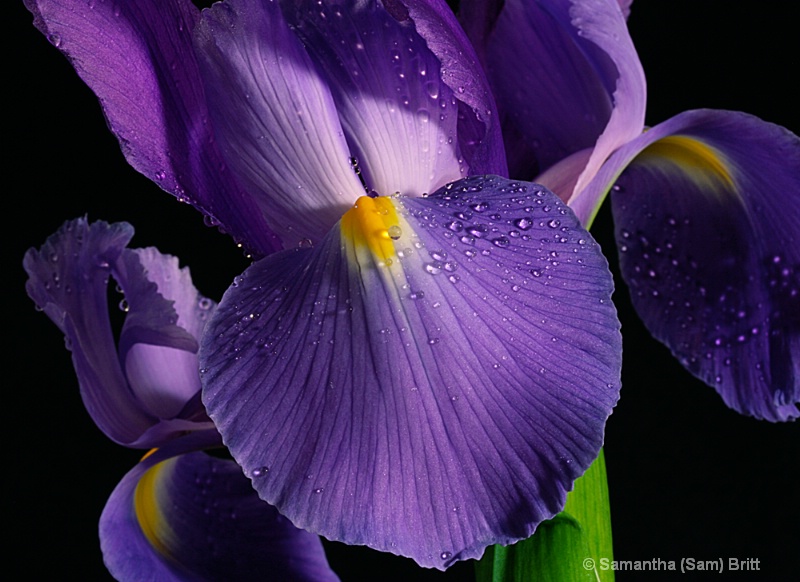 The Beauty of a Blue Iris