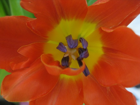 Closeup Flower 1