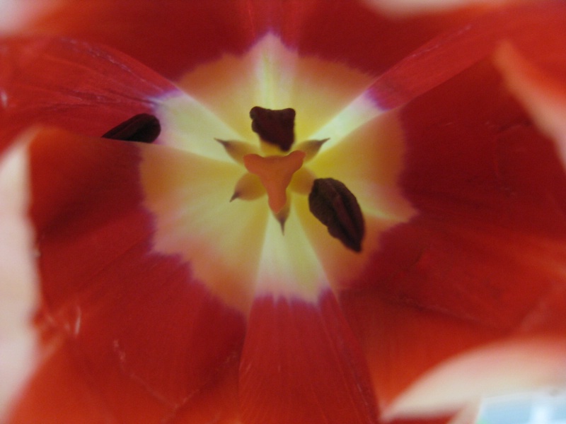 Closeup Flower 2