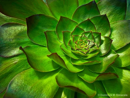 GREEN INFLORESCENCE