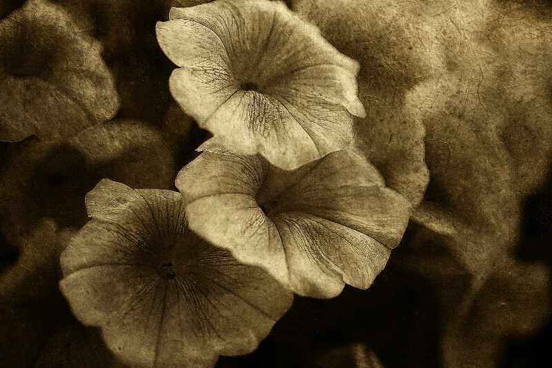 Melody in Textured Sepia Tones
