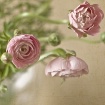 Ranunculus