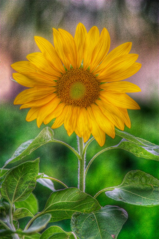Sunflower - ID: 9907256 © Robert A. Burns