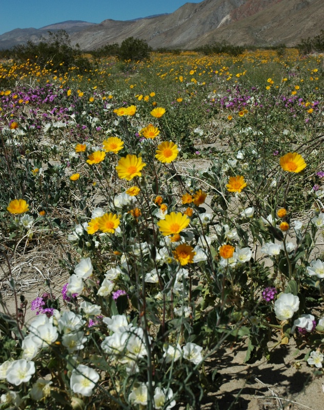 Borrego Wildflower Field