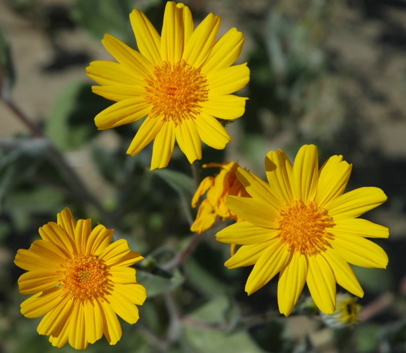 Desert Sunflowers