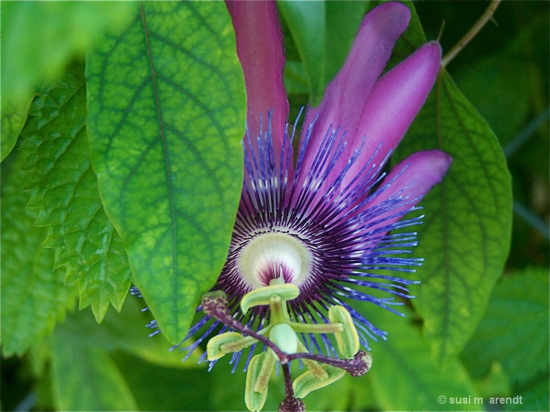 Passion Flower:  Shy - ID: 9907477 © Susanne M. Arendt