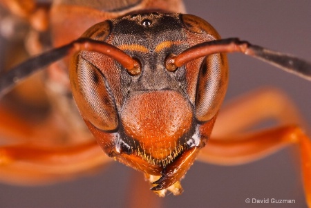 wasp face