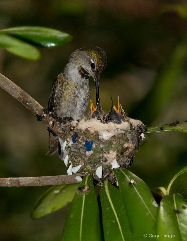Mom hummingbird and her brood