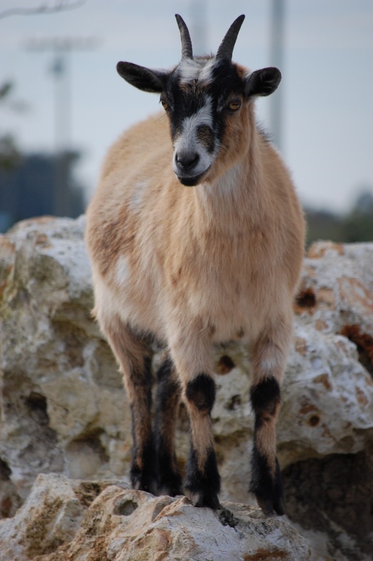 King of the mountain