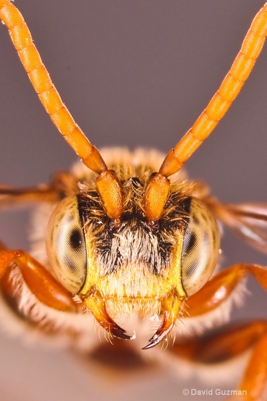 little  wasp face