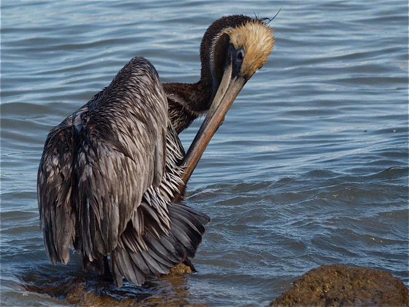 Pelican Preening