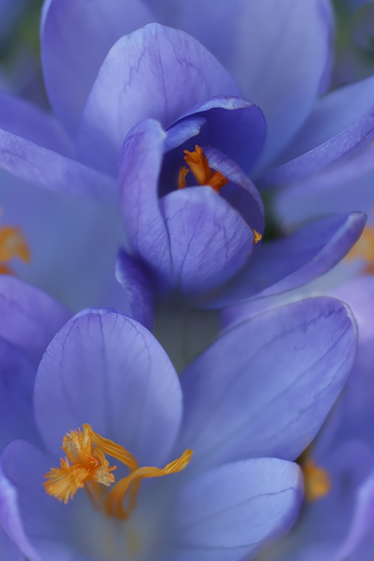 Crocus Blues - ID: 9915517 © Laurie Daily