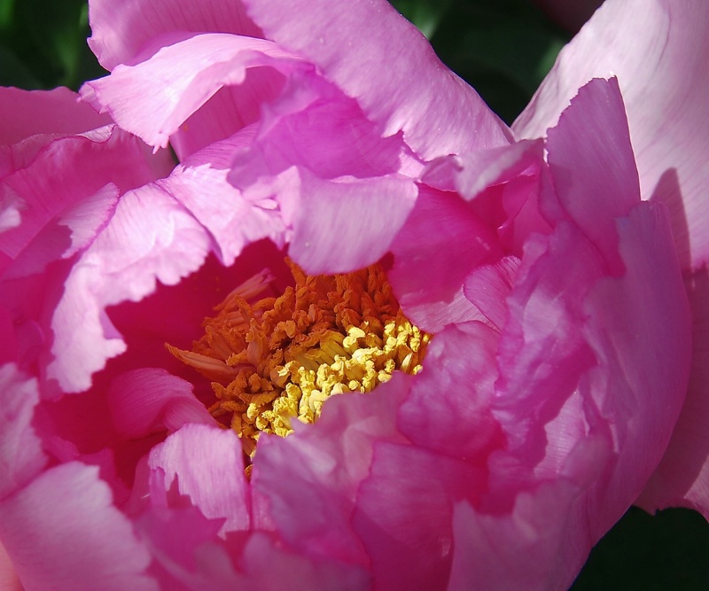 Peony