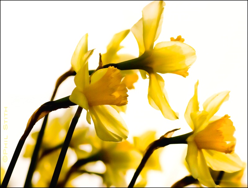 Daffodil Watercolor