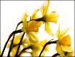 Daffodil Watercol...