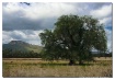 Willow, weep for ...