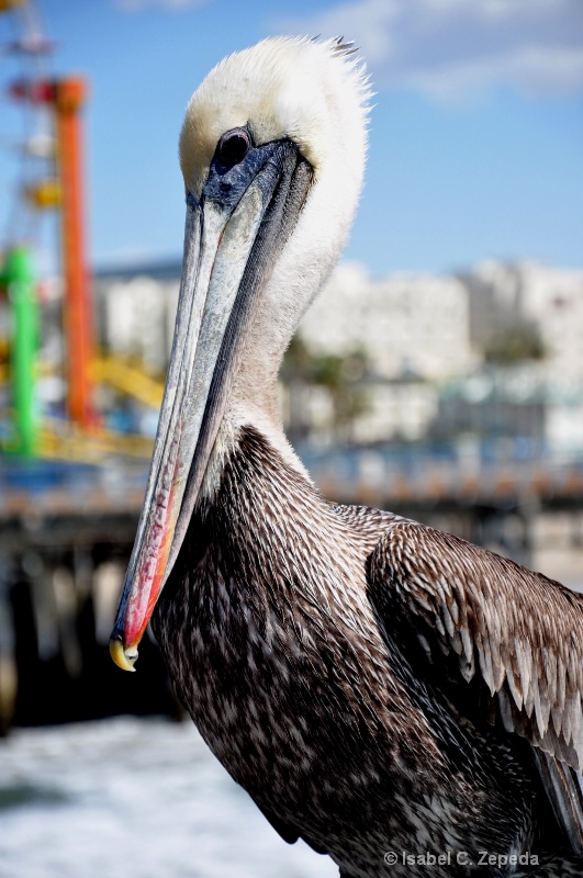 Pelican