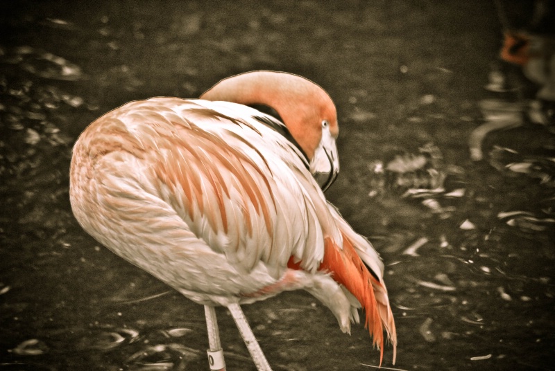 Flamingo in 300 