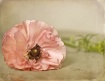 Avonlea
