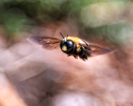 Bee in Flight