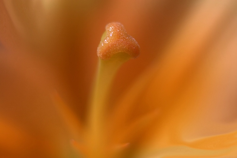 A Peach Colred Lily