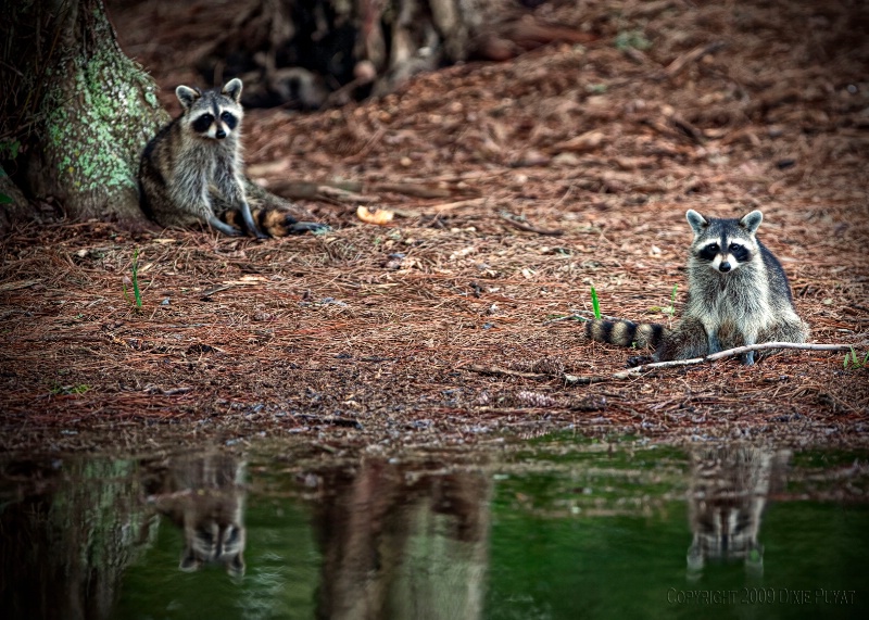 Racoon Reflections