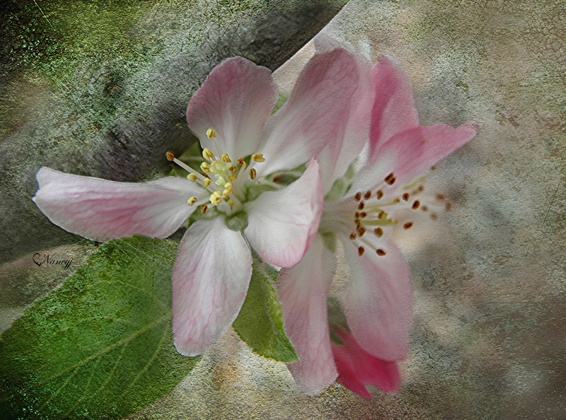 True Friendship  (Apple Blossoms)