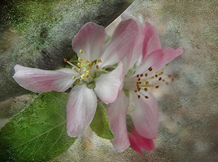 True Friendship  (Apple Blossoms)