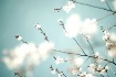 [welcome spring]