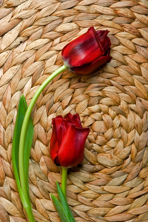 Tulips II