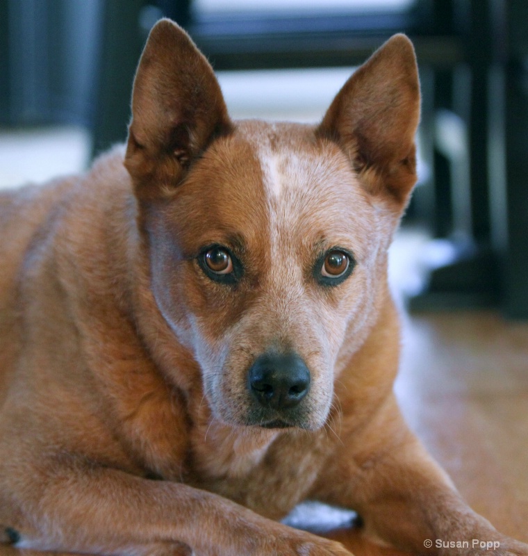 Cattle Dog - ID: 9925758 © Susan Popp