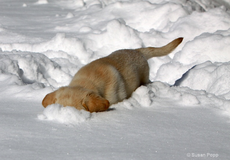 Snow Plow Dog style - ID: 9925774 © Susan Popp