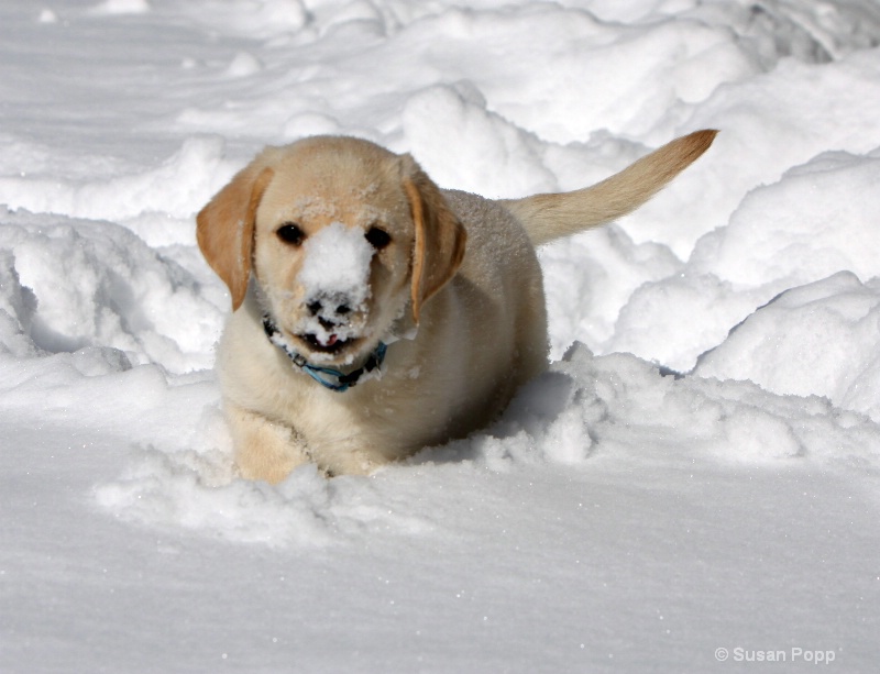 Snow mover - ID: 9925775 © Susan Popp