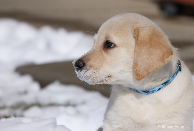 Snow mustache