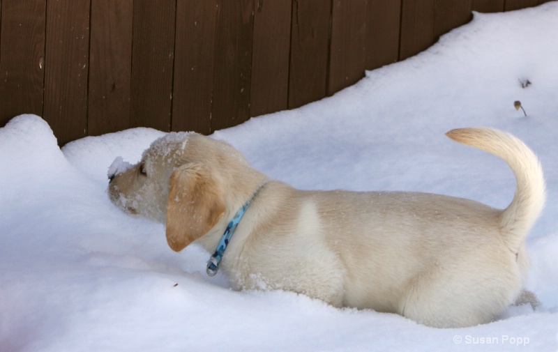 Snow dog - ID: 9925779 © Susan Popp