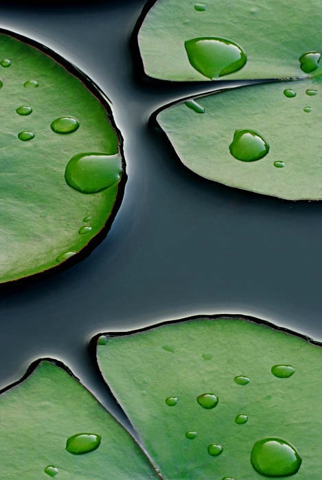 Lily Pads