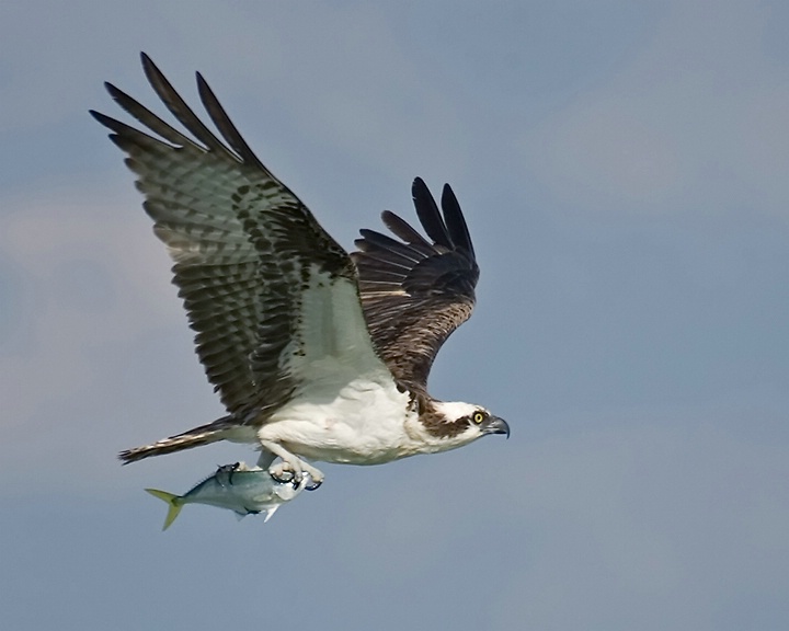 Osprey with Skipjack