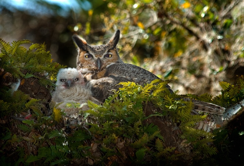 Great Horned Owl with chick