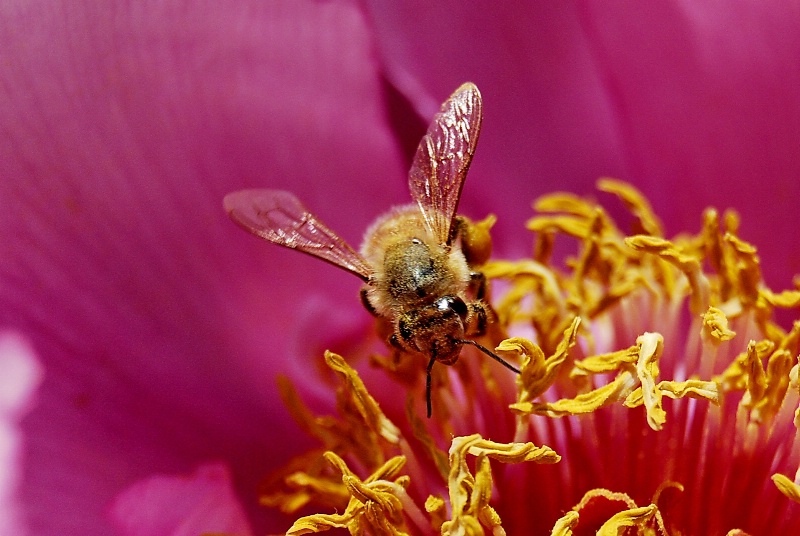 Honey Maker