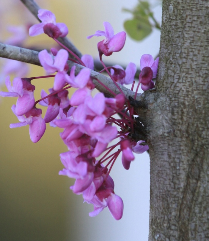Close-Up of Red Bud