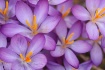 Happy Spring