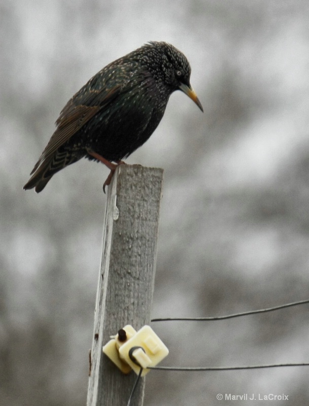 Bird on a Fence Post